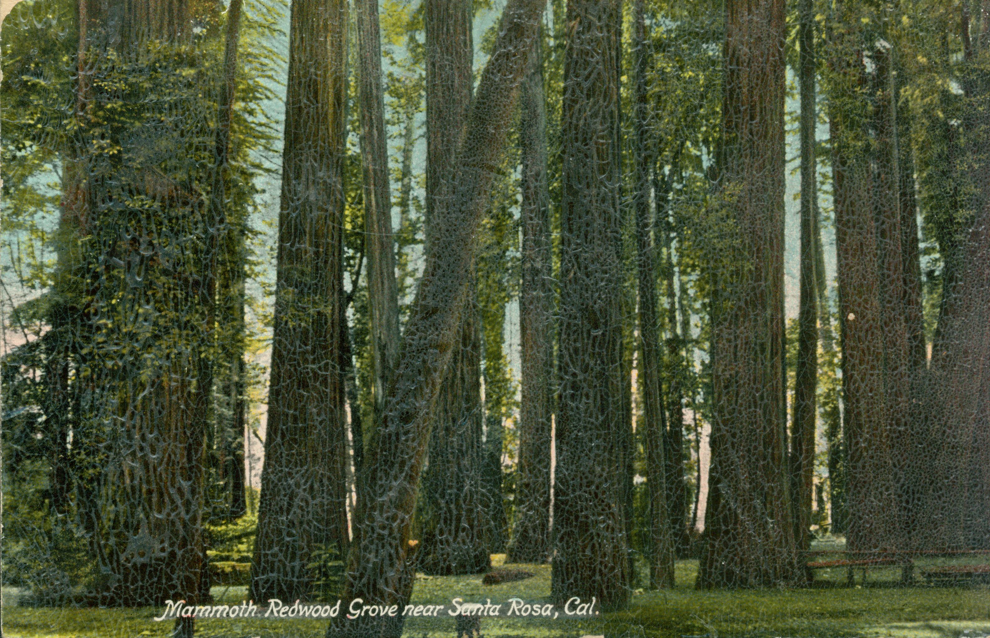 Shows a grove of redwood trees